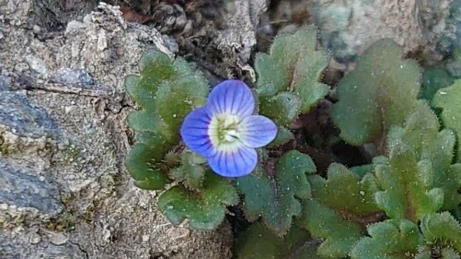 Veronica lucida 9
