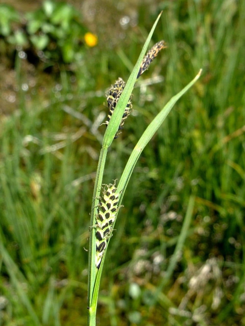 Ostřice malokvětá 14