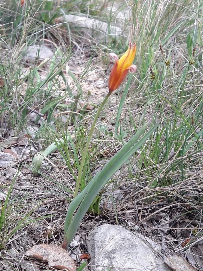 Tulipano selvatico 11