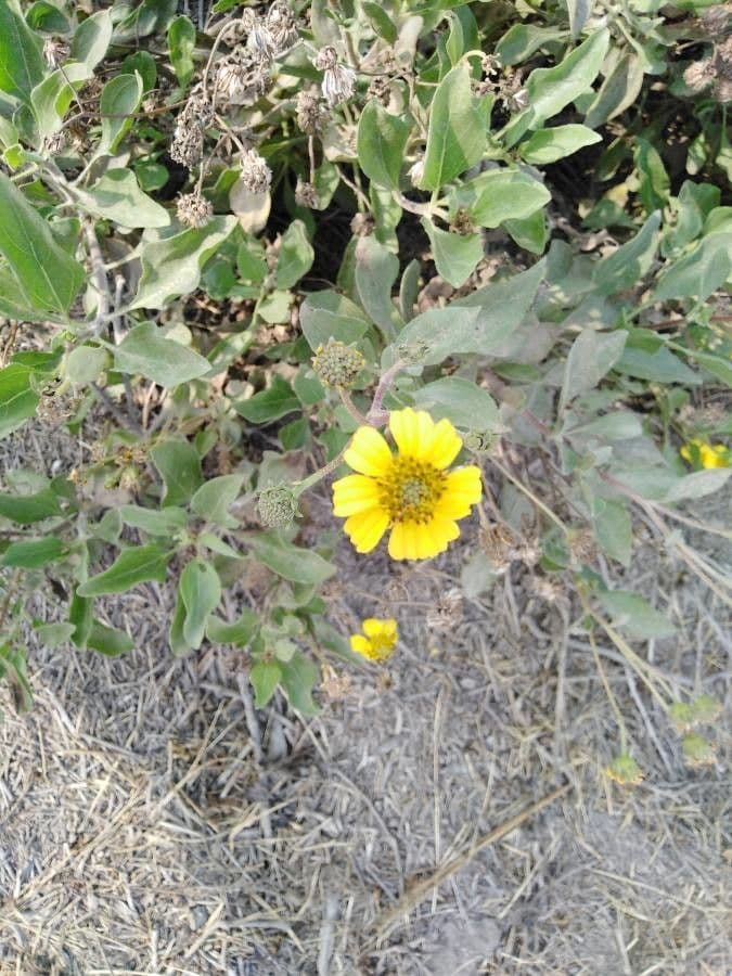 Encelia