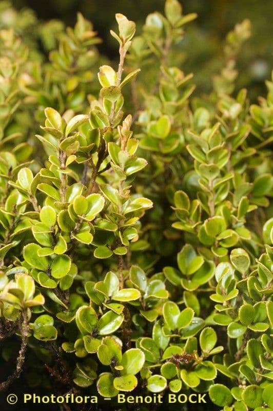 Myrsina africká 26