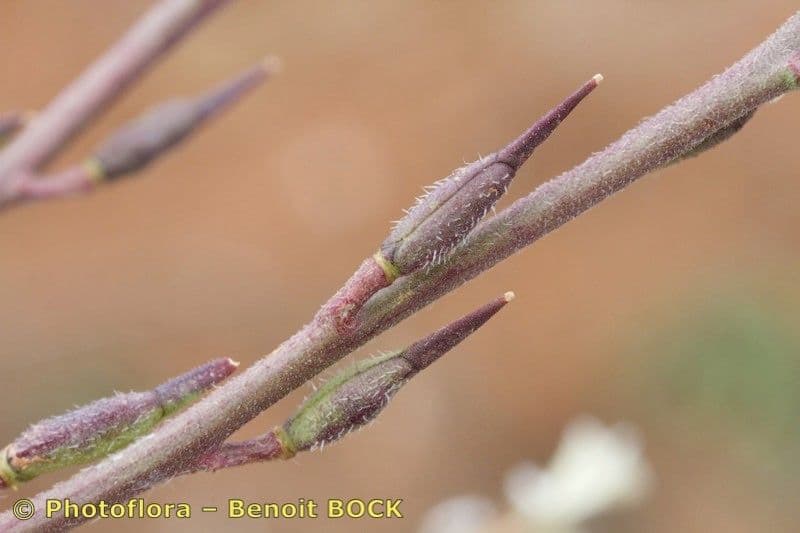 Rucola 29