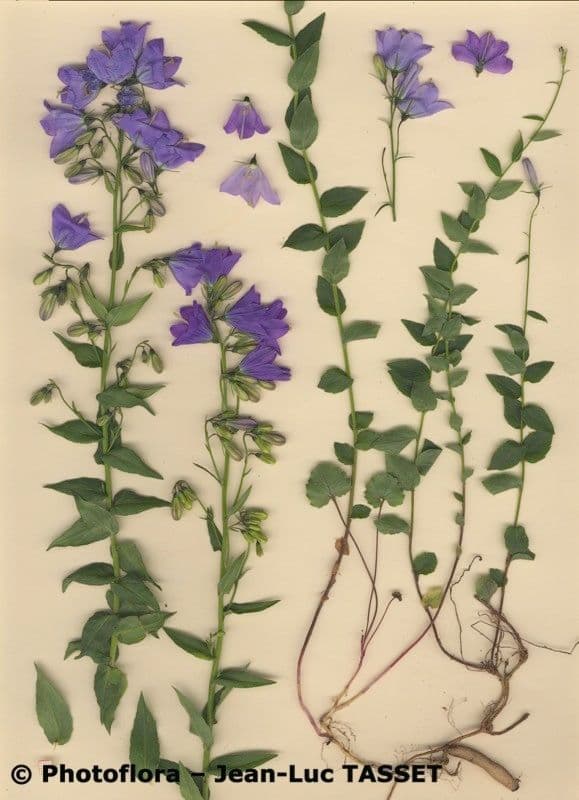 Campanula 7