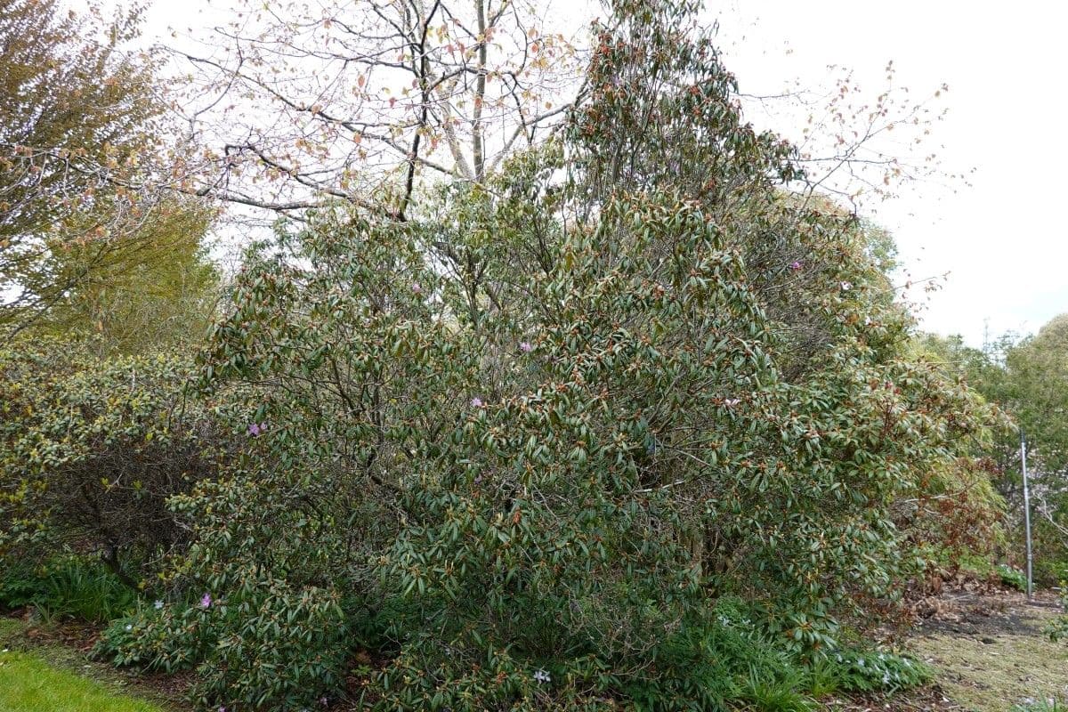 Rododendro 6