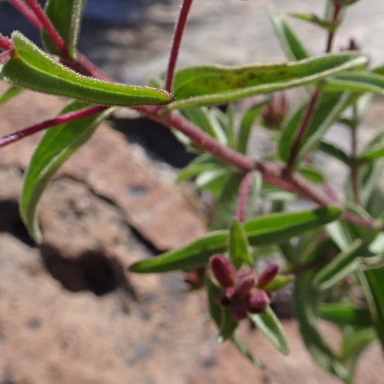 Stevia 5