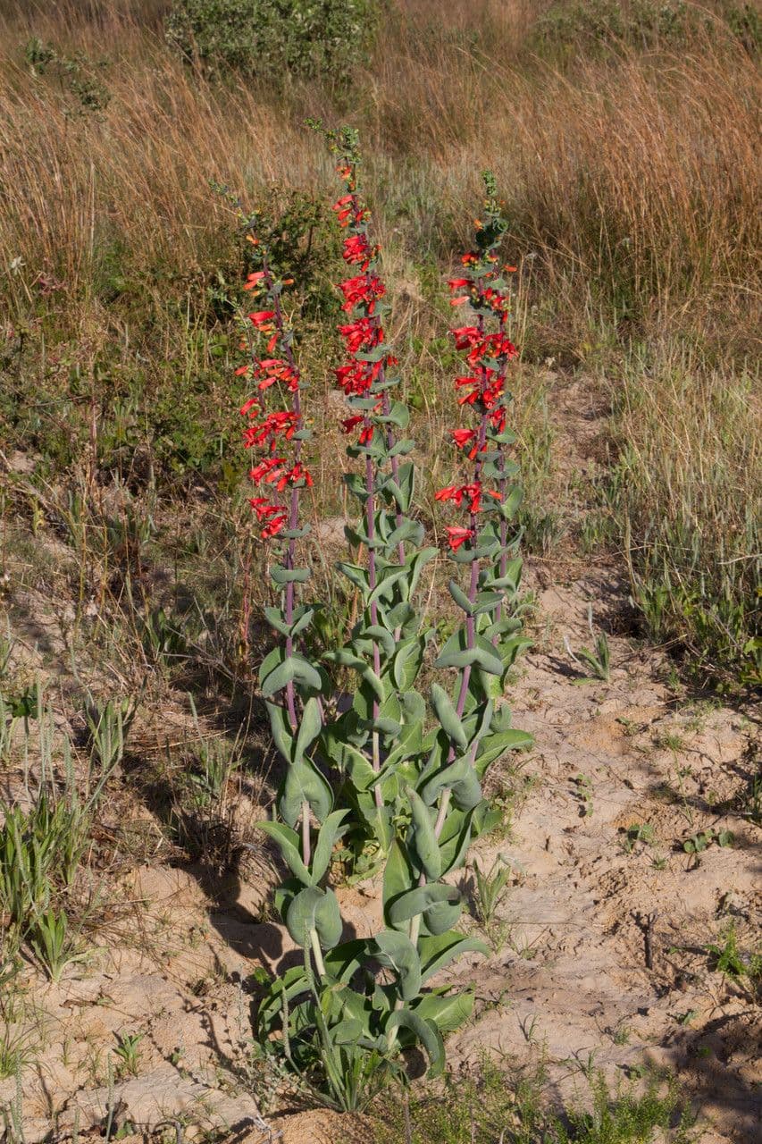 Penstemon 4