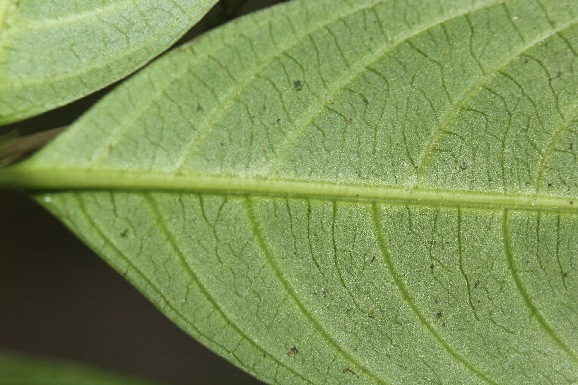 Palicourea deflexa 13