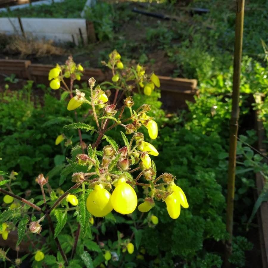 Calceolaria 5