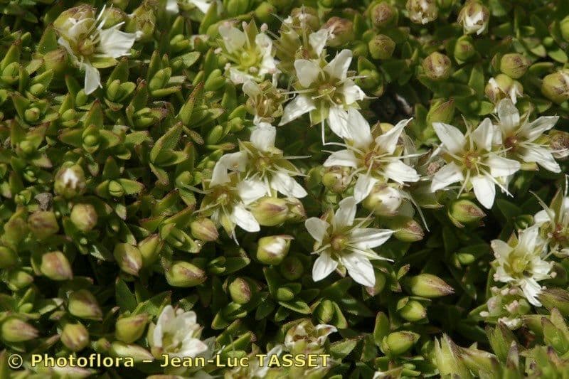 Minuartia 4