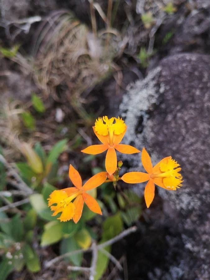 Epidendrum radicans 8