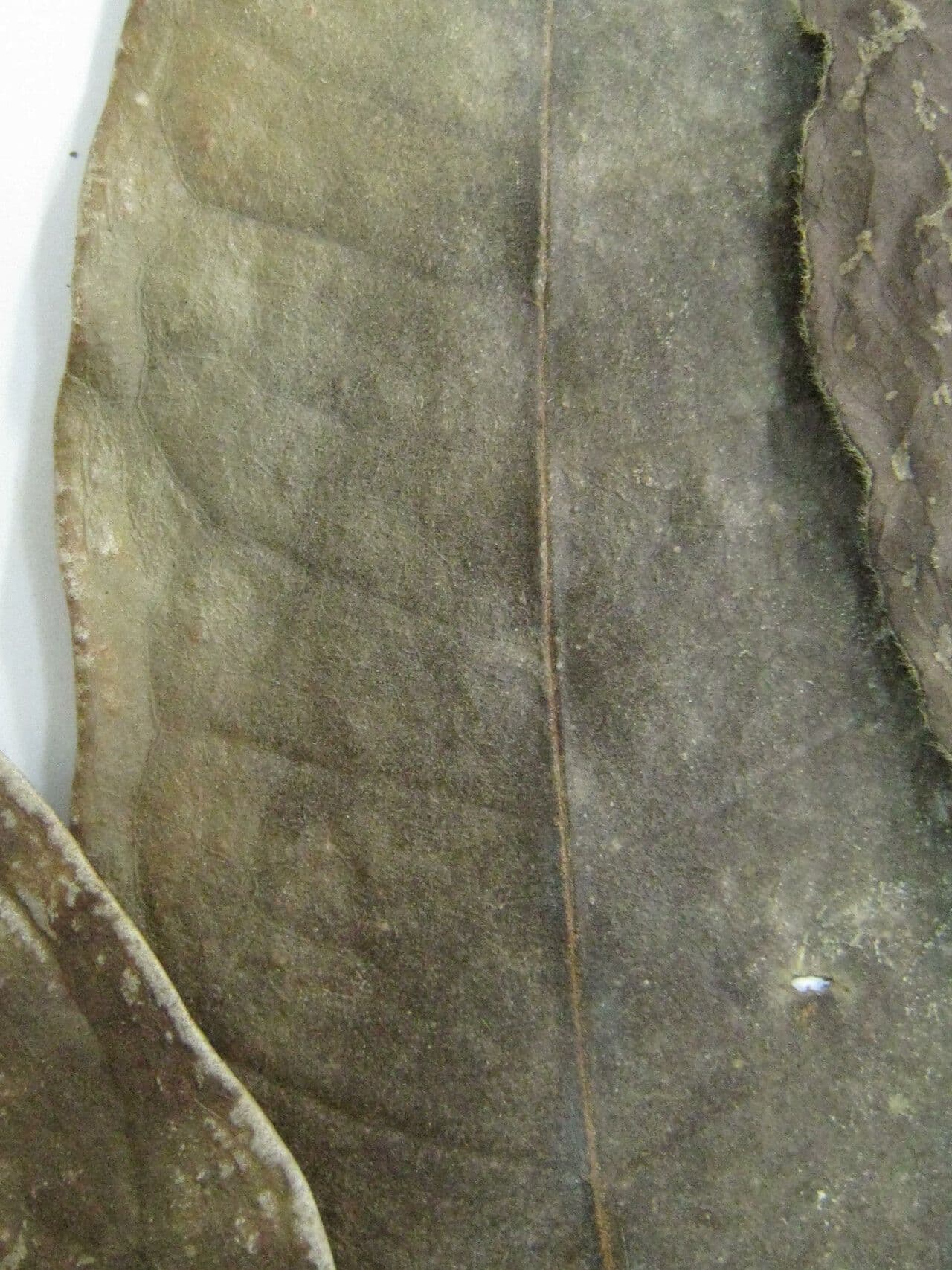 Tapura singolare 3