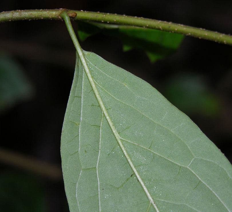 Heteropterys 18