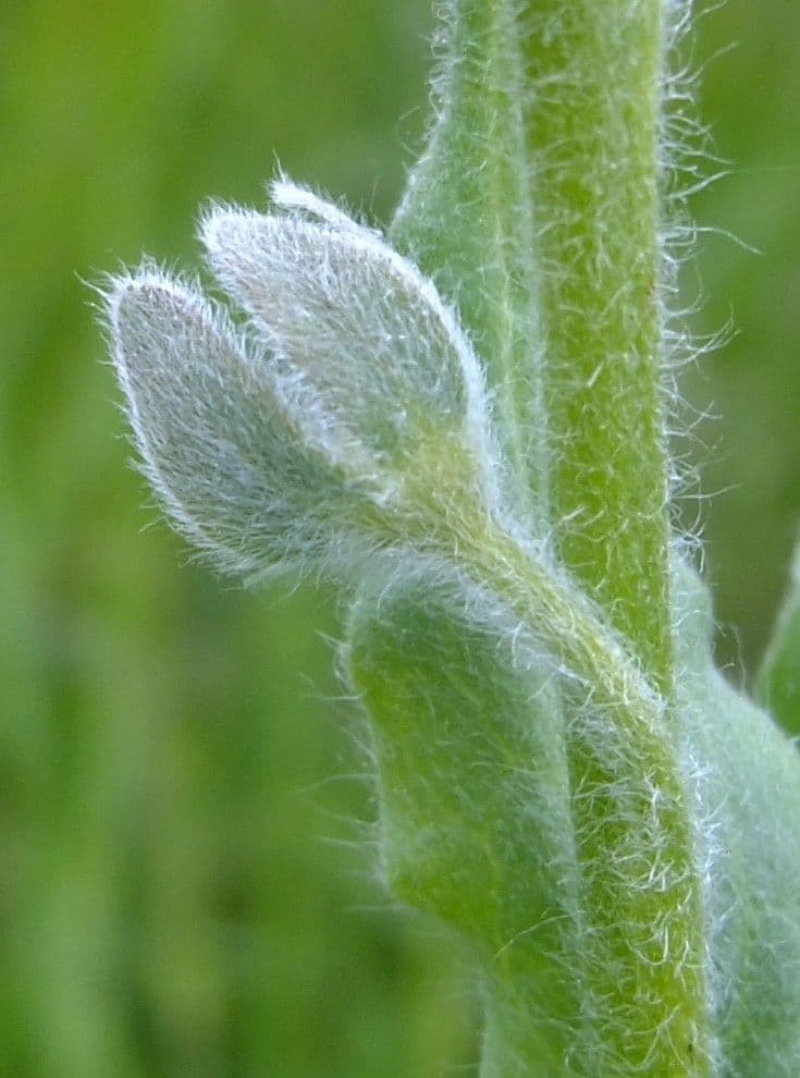Cinoglosa 21