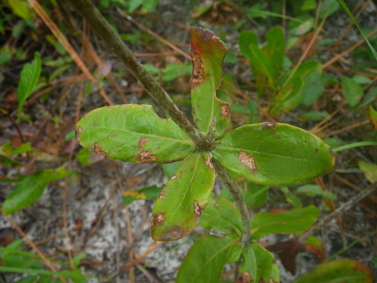 Eriogonum 6