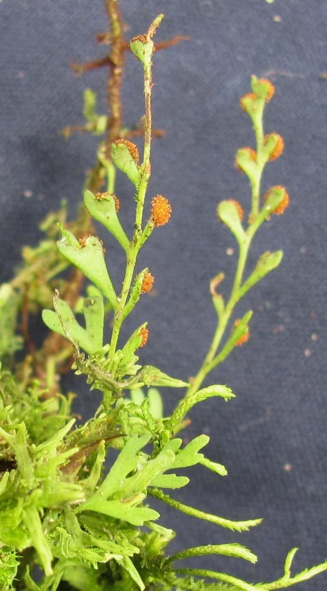Deceptive polypody 3