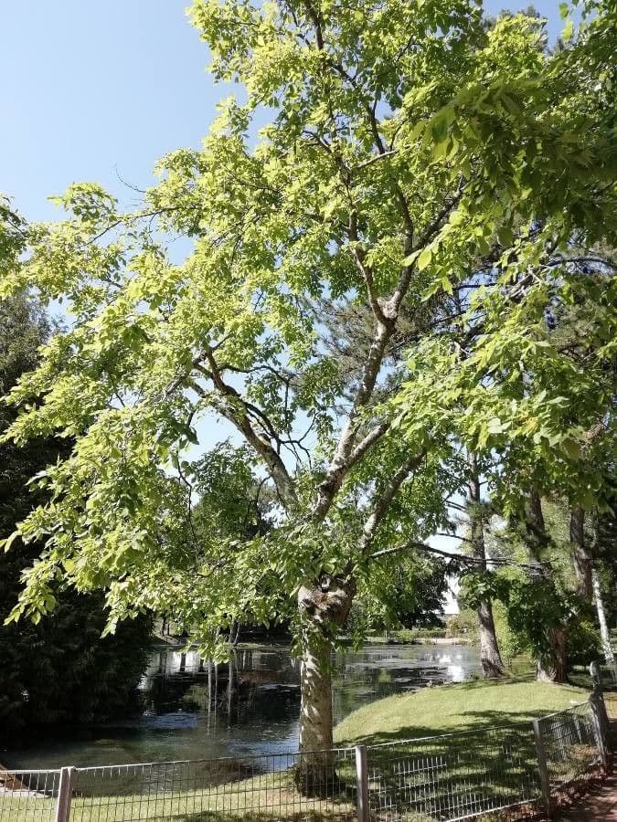 Cladrastis kentukea 11