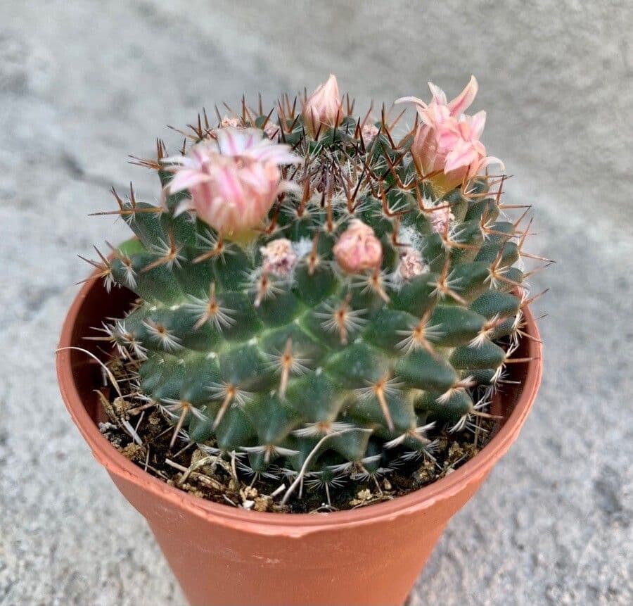 Cactus a cuscinetto di bella forma 6