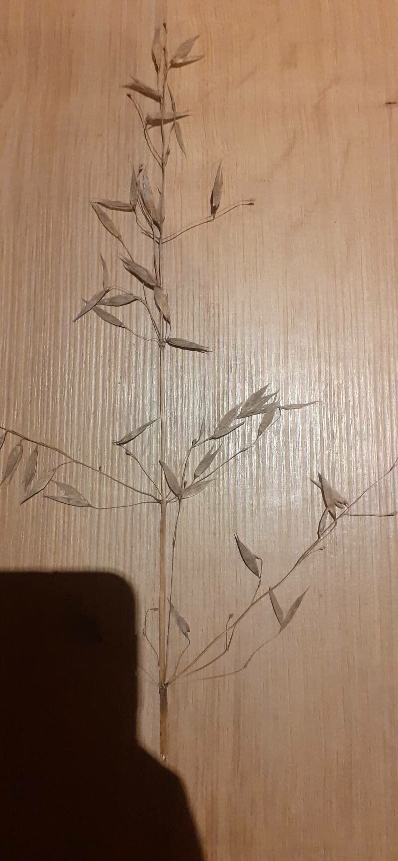 Flughafer 18