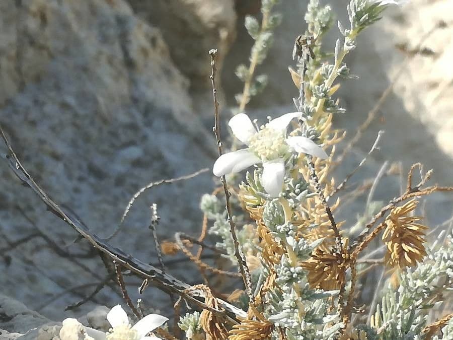 Reaumuria