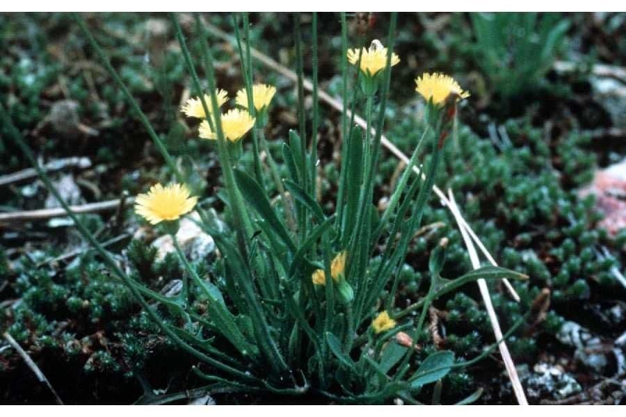 Krigia virginiana 11