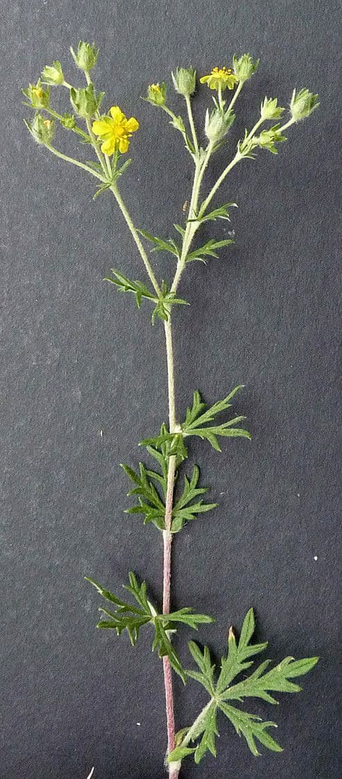 Cinquefoglie argentea 10