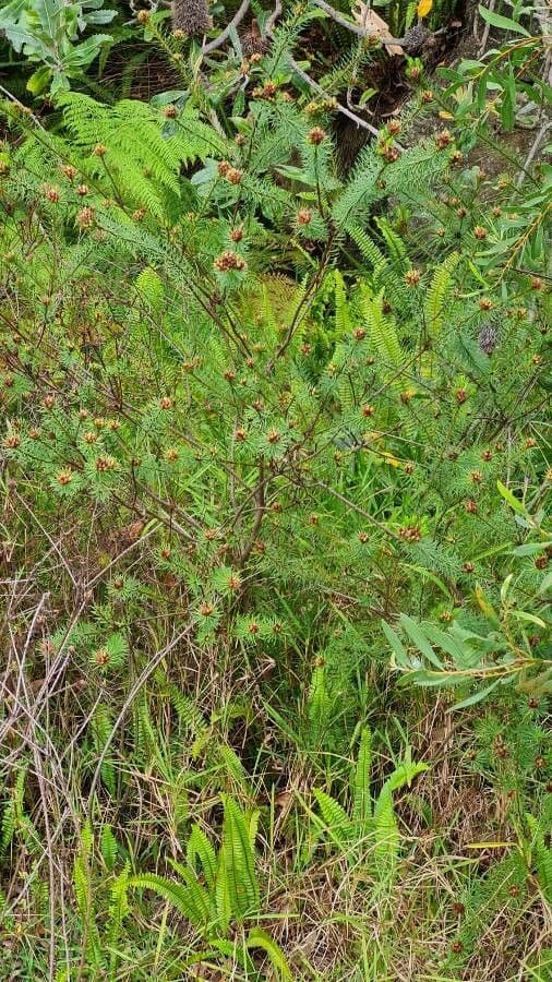 Pultenaea 4