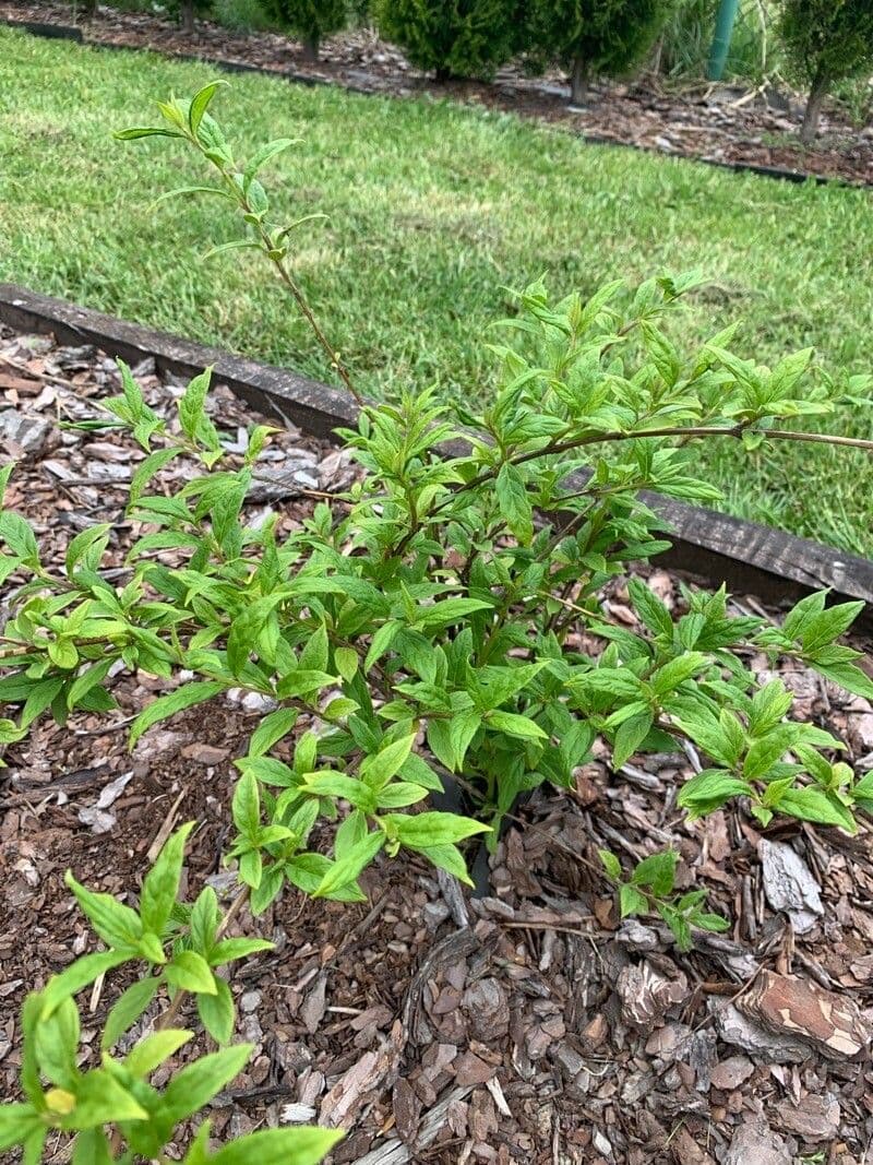 Buddleja di Lindley 11