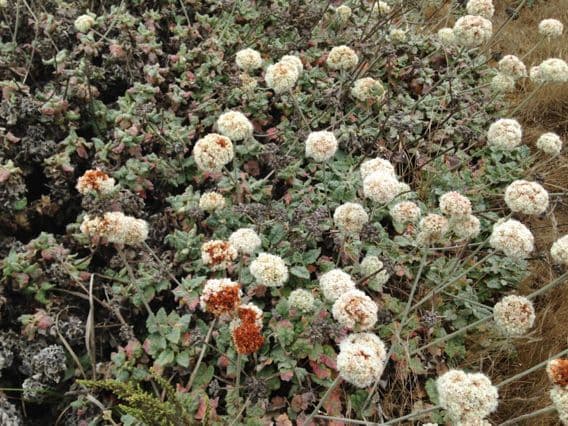 Eriogonum 8