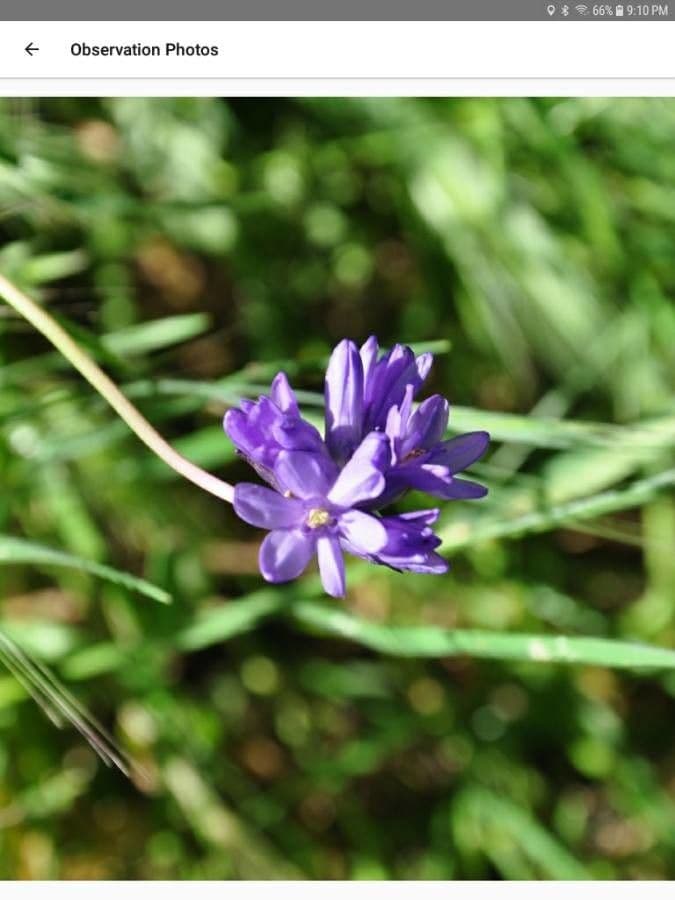 Dichelostemma congestum 5