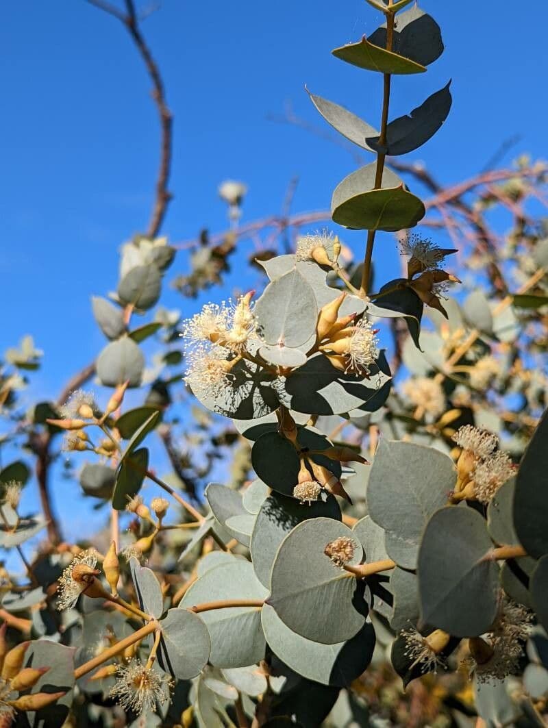 Eukalyptus gillijev
