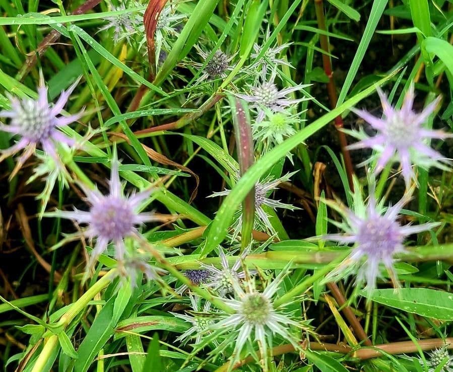 Panicaut 10