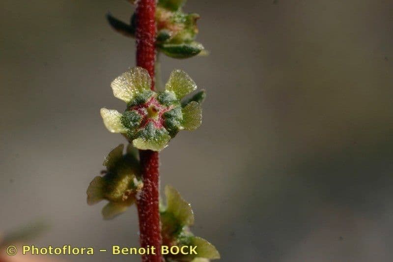 Bassia prostrata 22