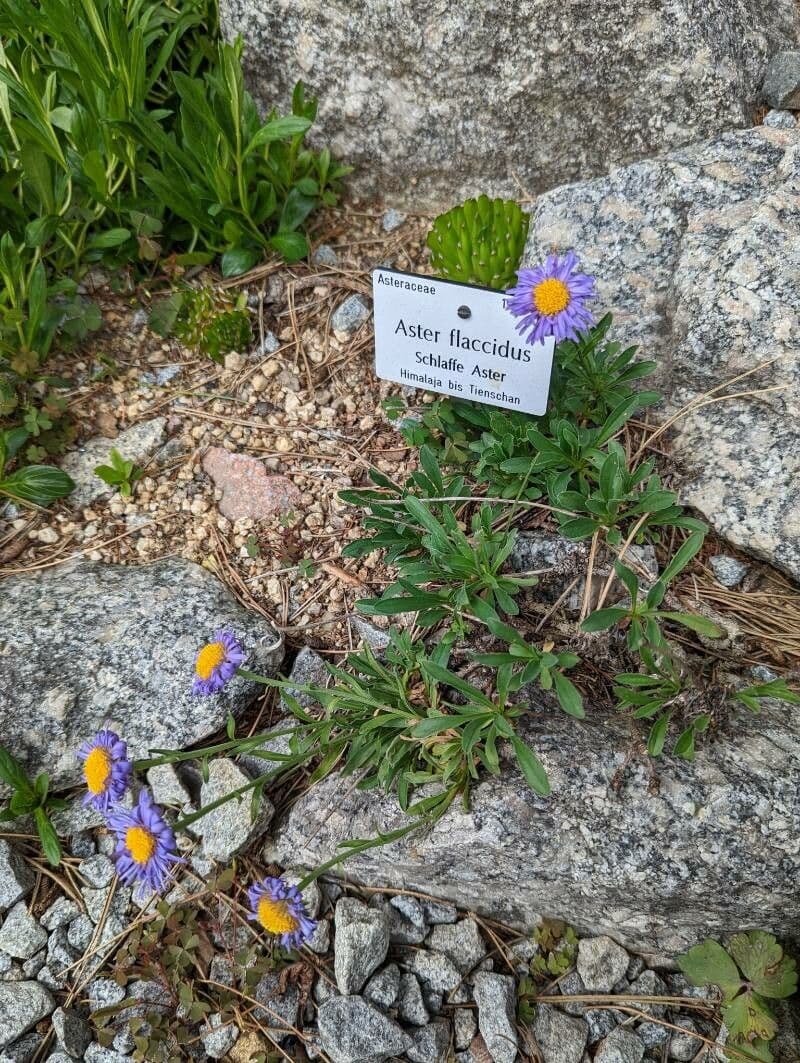 Flaccid aster 3