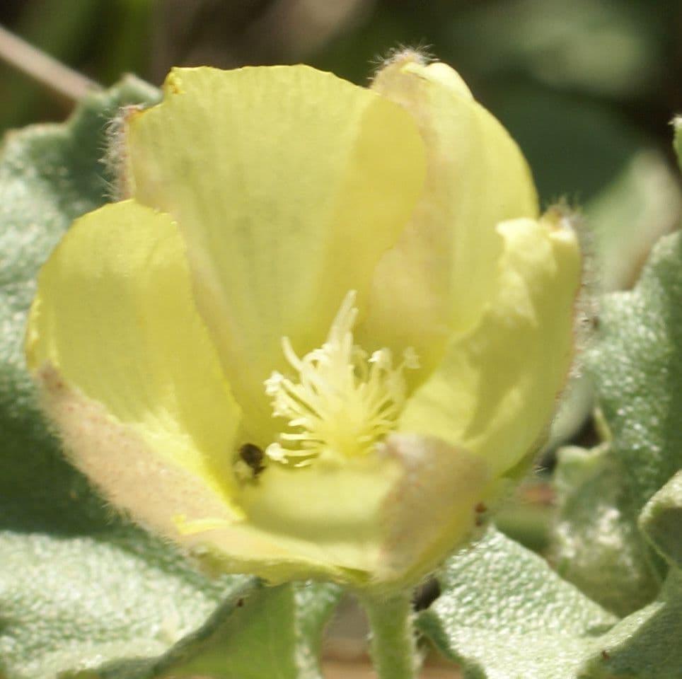 Malvella leprosa 7