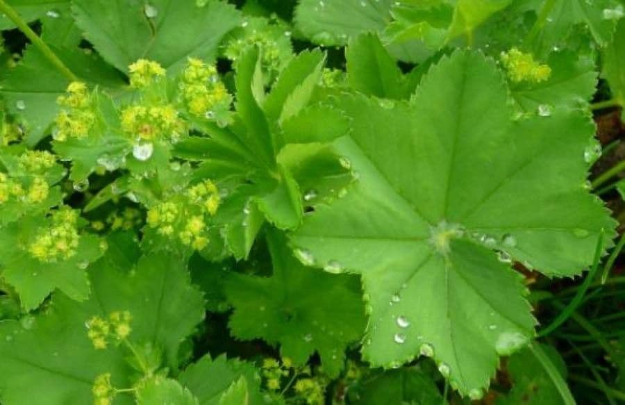 Alchemilla comune 13