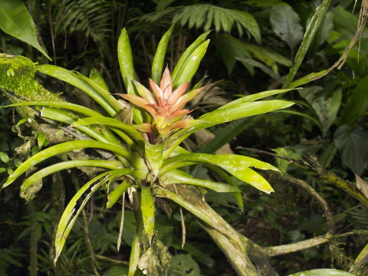 Guzmania lingulata 18