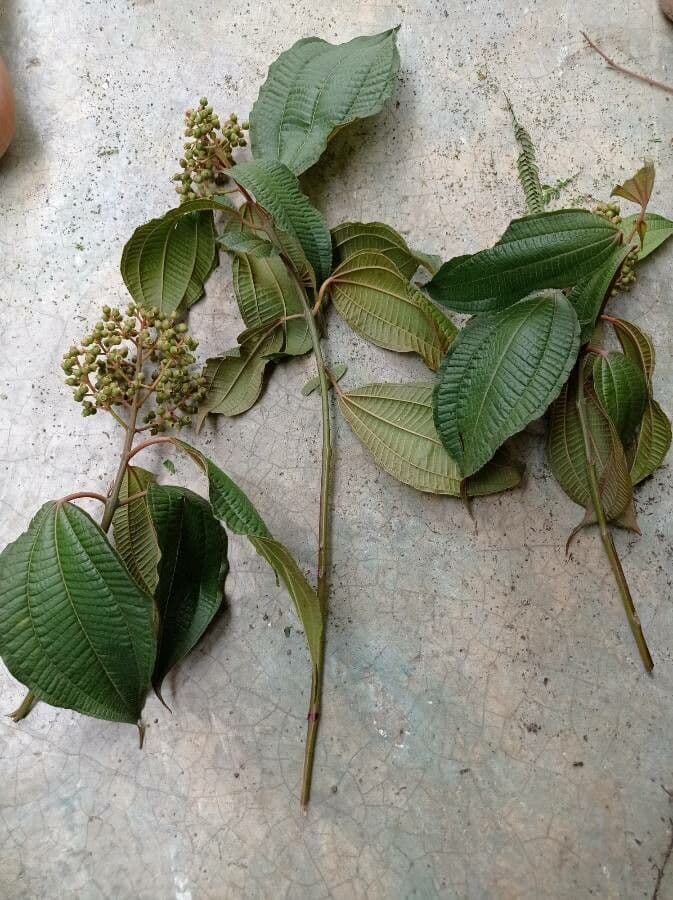 Miconia 9