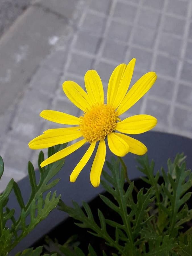 Euryops 3