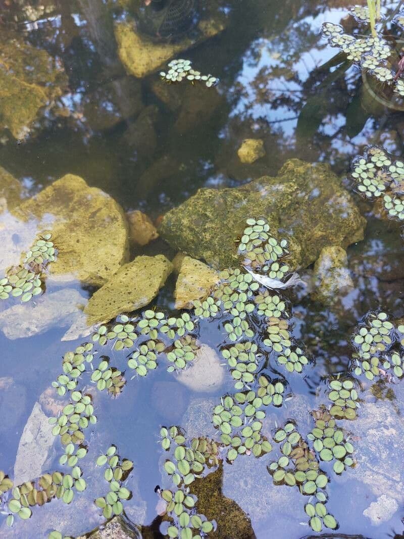 Salvinia minima