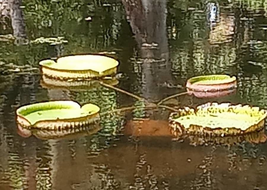 Riesen-Seerose