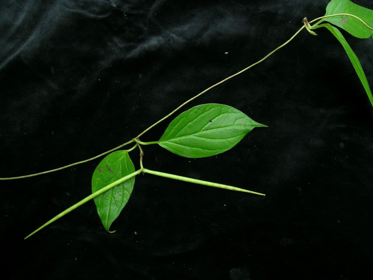 Großblütige Leuchterblume