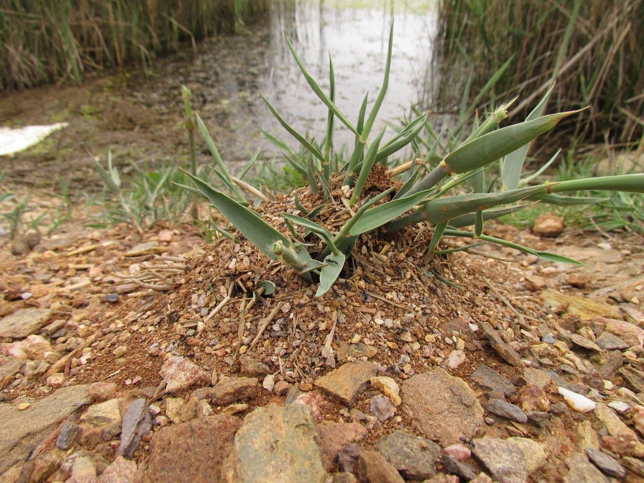 Crypsis schoenoides 18