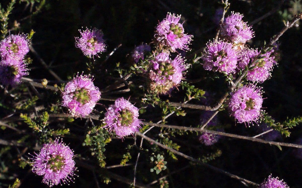 Kunzea 9