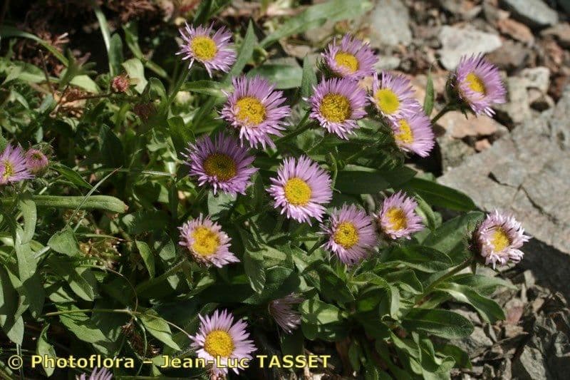 Erigeron 6