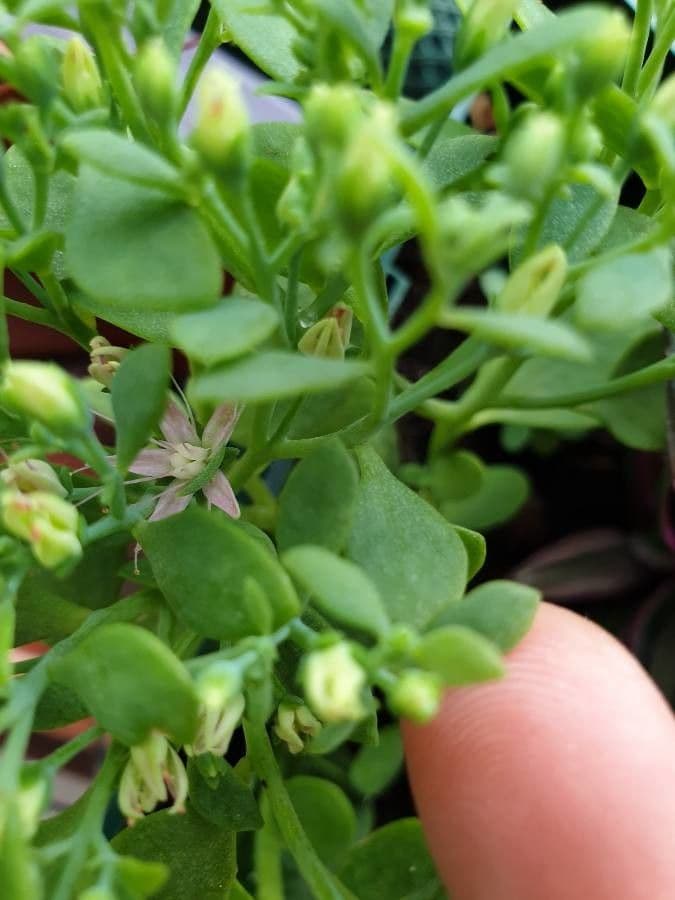 Sedum 11