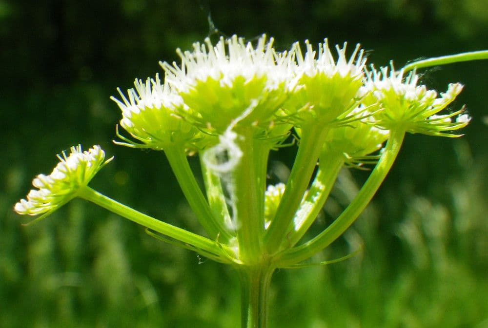 Oenanthe pimpinelloides 30
