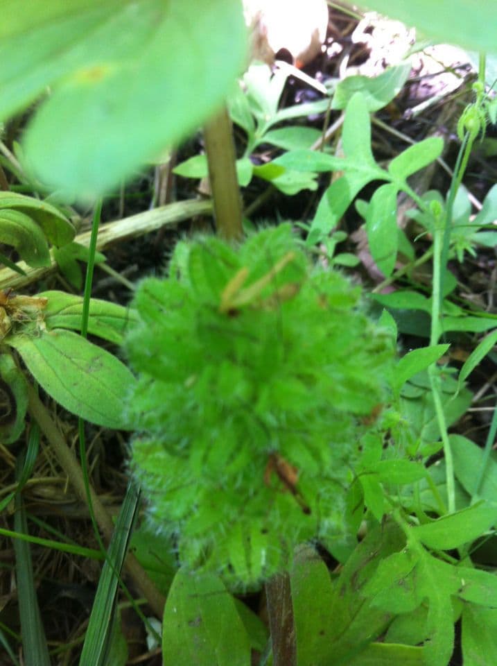 Hydrophyllum 13