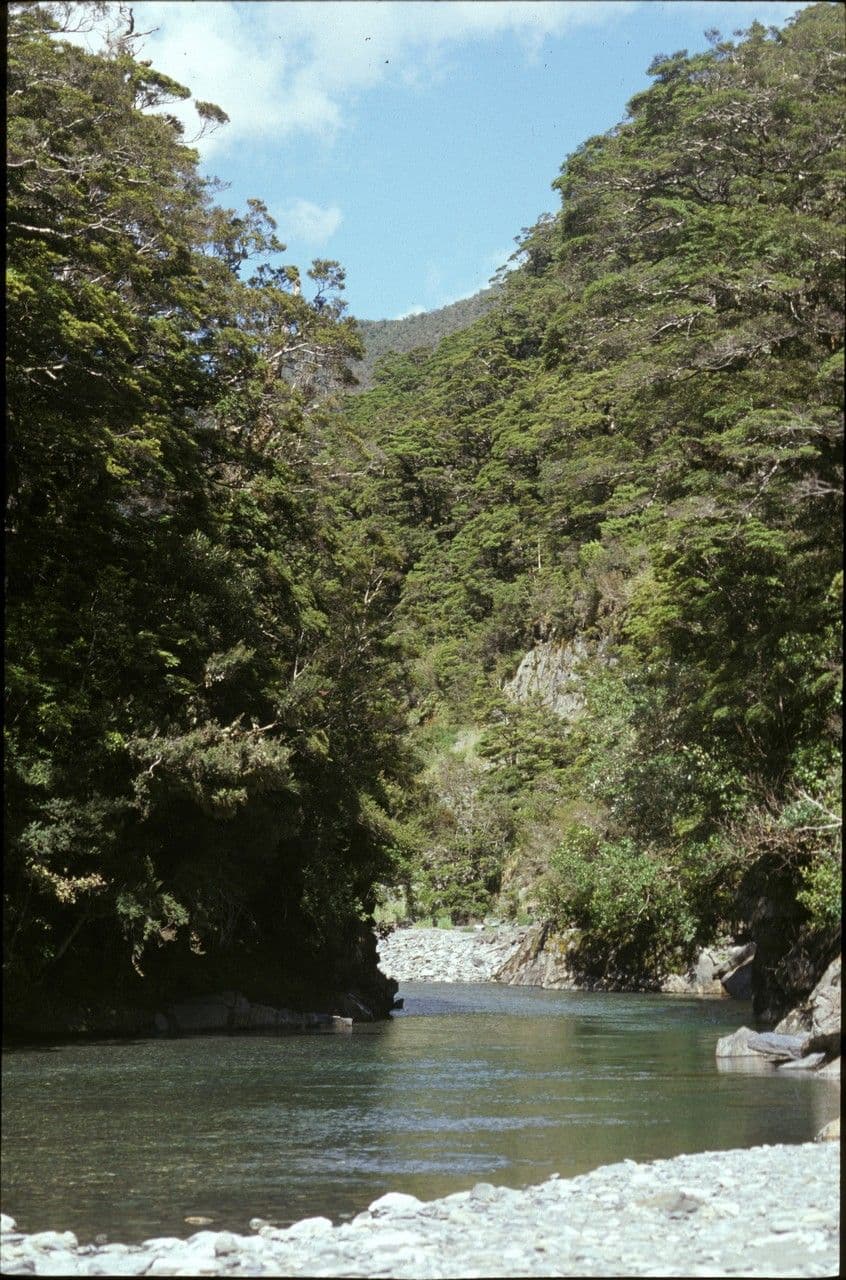 Silberbuche 4