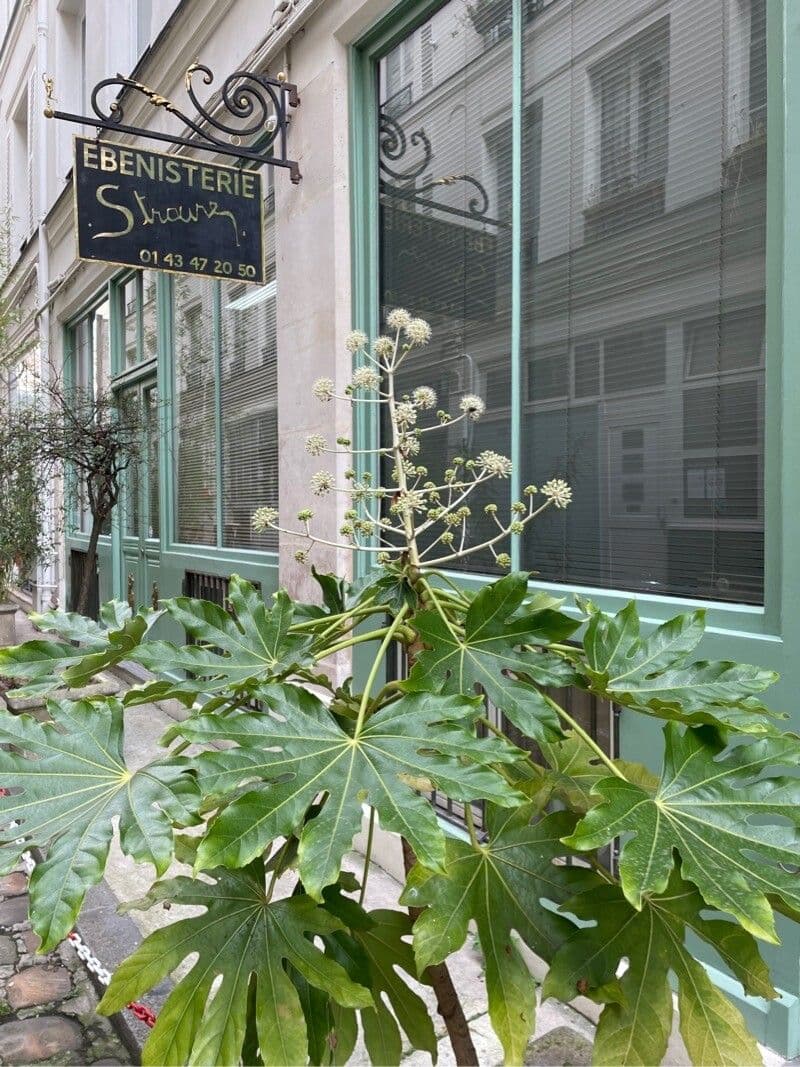 Tetrapanax papyrový 18
