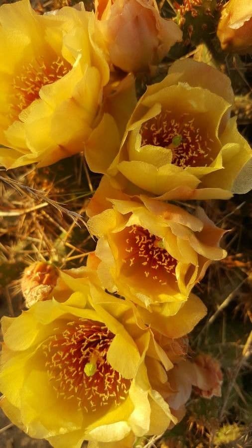Nopal 2
